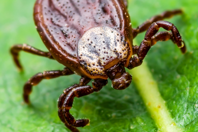 Facts About Lyme Disease